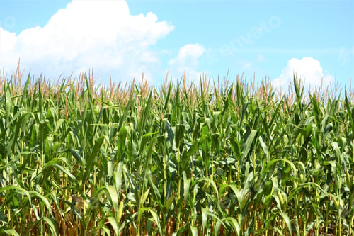 Preview: Countryside corn field in a rural farm against a blue sky and white clouds