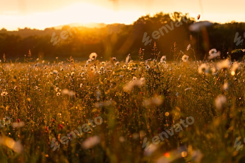 Preview: Bright rays of the sun illuminate the field with daisies