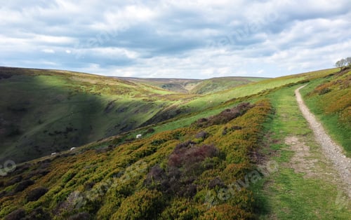 Preview: Sheep Grazing in a Mountainous Pasture in England