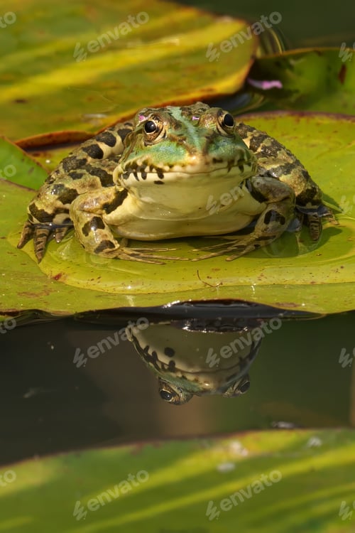 Preview: Close-up of a marsh frog sitting on a lily pad
