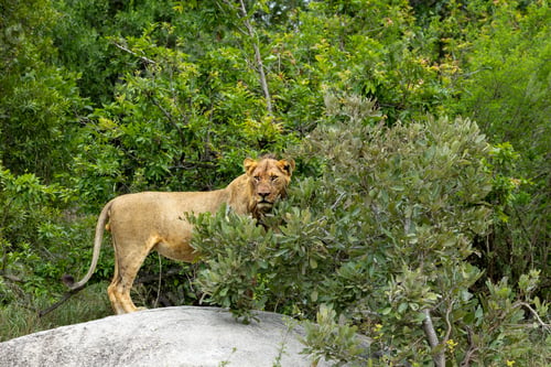 Preview: A sub-adult male Lion, Panthera leo, standing on a rock.