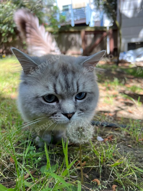 Preview: Closeup of an adorable grey cat with bright blue eyes near a dandelion flower on lush green grass.