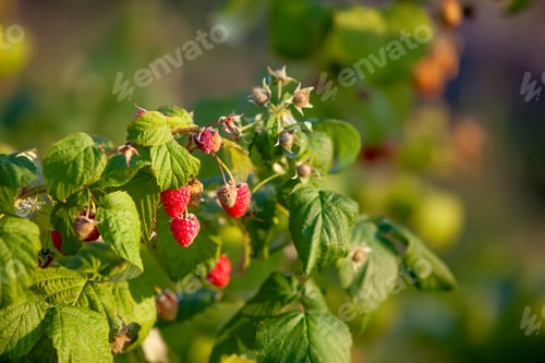Preview: Raspberry bush in an outdoor setting, blurred background. Raspberry plant growing outdoors, blurred