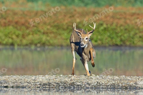 Preview: Male white tail rises up.