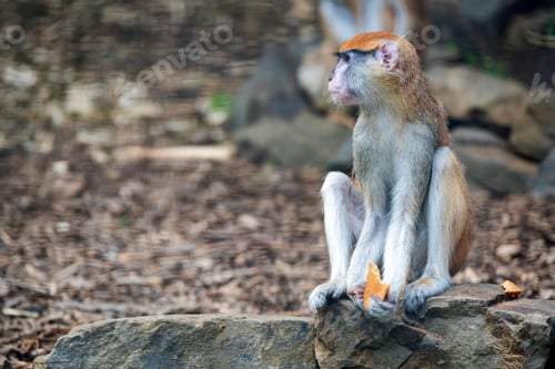 Preview: Patas Monkey or Erythrocebus patas eats bread in captivity