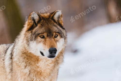 Preview: Wolf in the winter forest