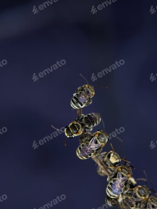 Preview: A group of Lipotriches (sweat bees) resting on a tree branch