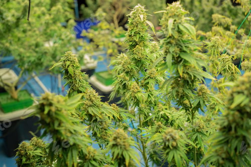 Preview: Marijuana, hemp or cannabis plant leaves farm lab. Organic product in laboratory. Medical Food.Ganja