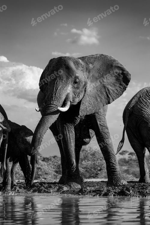 Aperçu: African elephants walking along the shoreline of a picturesque river in greyscale