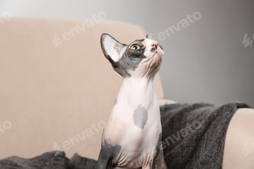 Preview: Cute sphynx cat and blanket on sofa indoors. Friendly pet