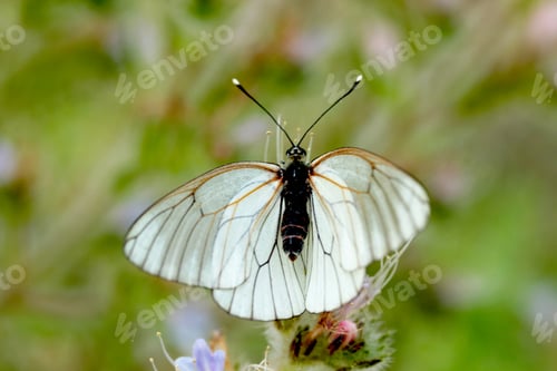 Preview: Butterfly On A Flower
