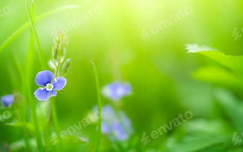 Preview: Wild blue gepsyweed or Veronica germander flower in the meadow. Copy space