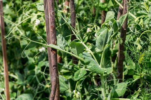 Preview: the process of growing green peas in a garden bed