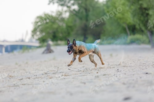 Preview: Belgian Shepherd dog playing on the beach with holi colors. Holi festival. Dog holi photo. Malinois