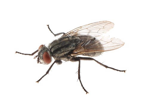 Preview: One common black fly on white background