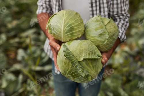 Preview: Farmer with green cabbages in garden