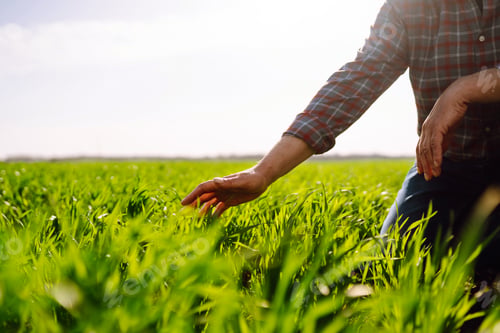 Preview: Green wheat seedlings in hands of a farmer. Male farmer looking at the produce before harvesting.