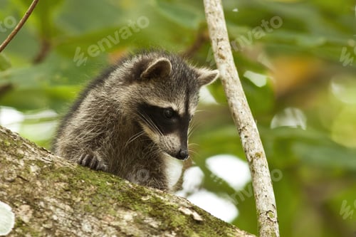 Preview: Young raccoon hiding on a branch of a tree and observing with interest