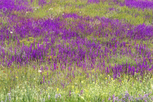 Preview: green field, purple flowers wild plants..