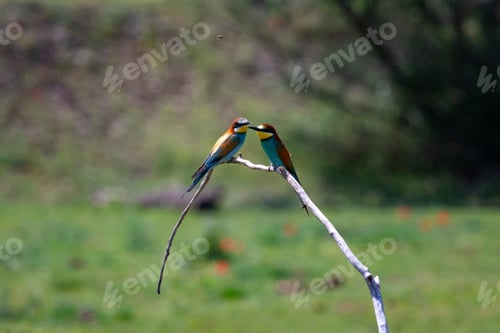 Preview: European bee eater, Merops apiaster. Common bee-eater. Close-up