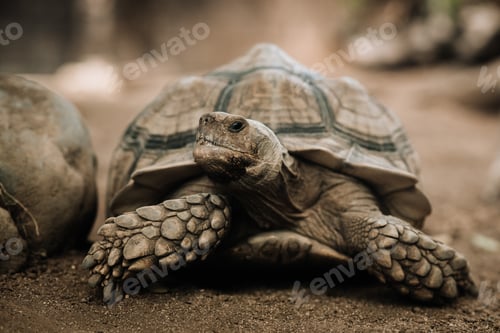 Preview: Tortoise