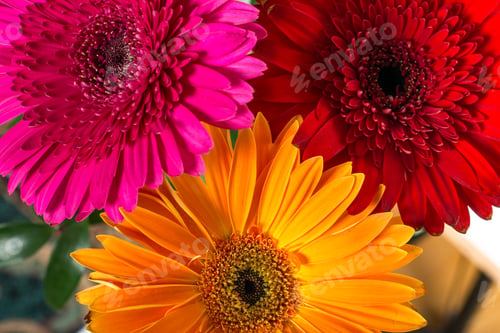 Preview: Multicolored gerbera flowers close up