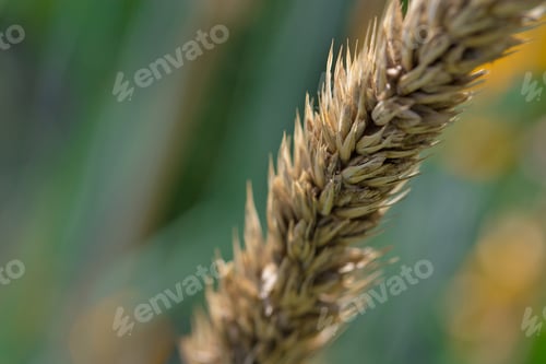 Preview: Wheat