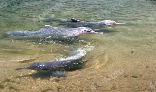Preview: very rare pink dolphins