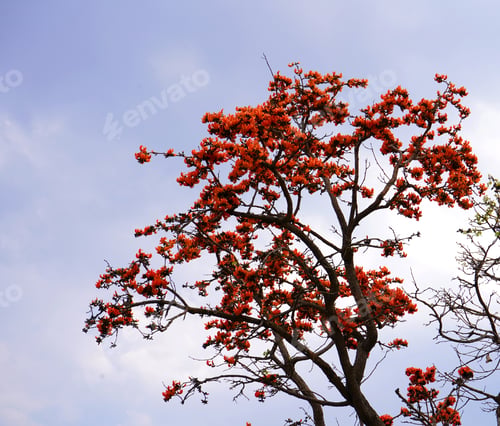 Preview: Palash flower tree, Butea Monosperma or palash flower