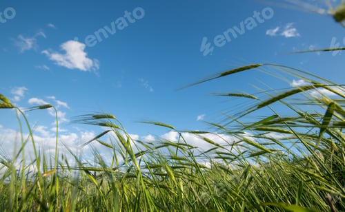 Preview: Wheat field with green cereal plants against blue sky
