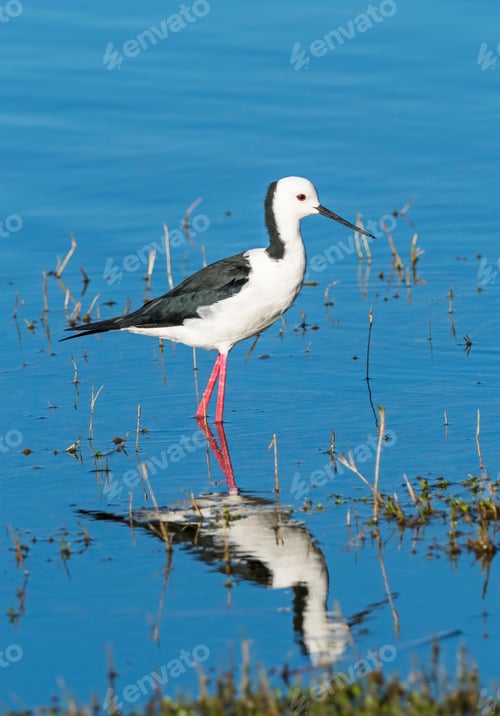 Preview: Black-Winged Stilt