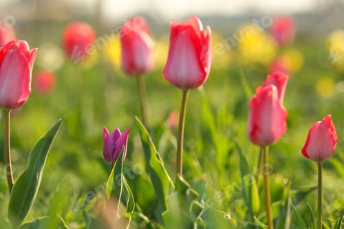 Preview: Field with fresh beautiful tulips. Blooming flowers