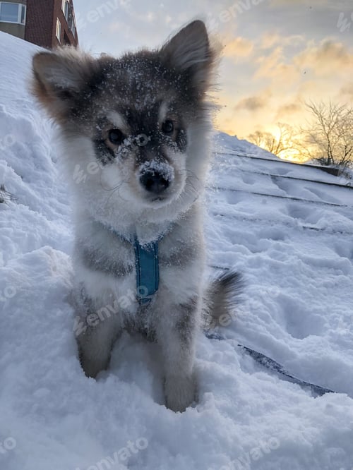 Preview: Portrait of a young Finnish Lapphund puppy dog in winter during sunset or sunrise