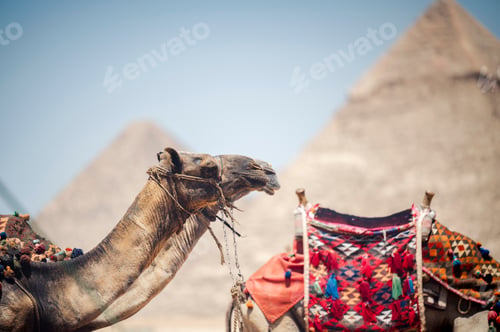 Preview: Beautiful shot of a camel in front of the Pyramids of Giza, Al Jizah, Egypt