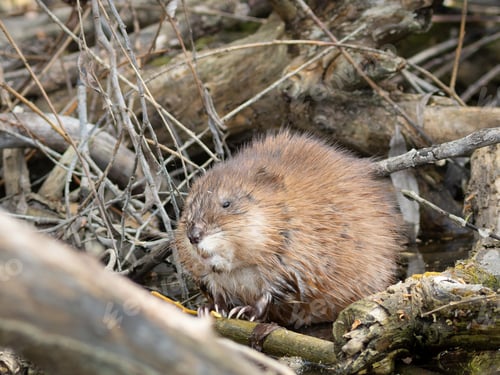 Preview: Muskrat, Ondatra zibethicus. The animal sits on the river bank among dry branches and eats