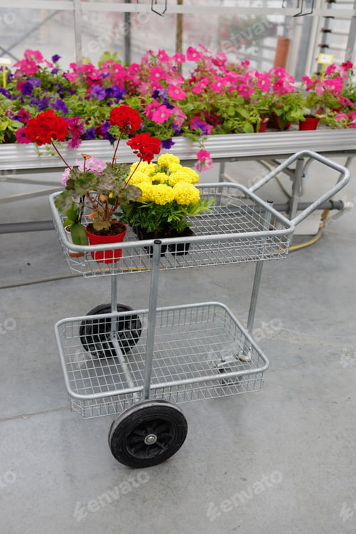 Preview: Shopping cart with plants and flowers in greenhouse