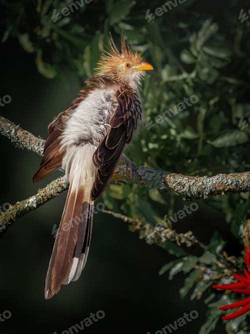 Preview: Guira Cuckoo bird (Guira guira)
