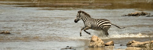 Preview: Zebra running through river in the Serengeti, Tanzania, Africa