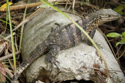 Preview: A pretty lizard in the Manuel Antonio National Park. Costa Rica