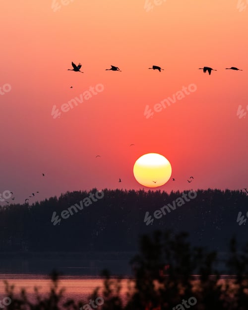 Preview: Flock of birds silhouetted against the sky at sunset, near a setting sun