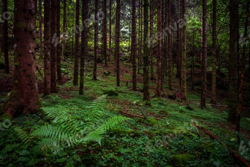 Preview: Forest with pine trees
