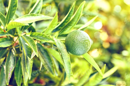Preview: Daylight view to green lime growing on tree