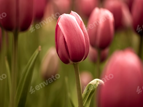 Preview: Tulips
