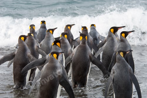 Preview: A group of king penguins, Aptenodytes patagonicus on South Georgia Island.