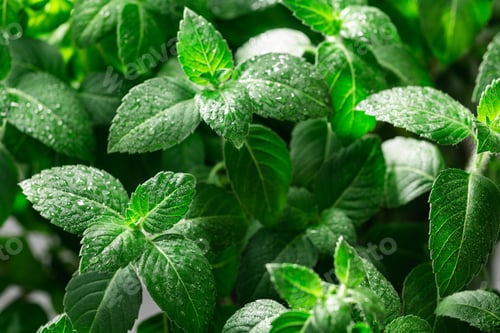 Preview: Rama Tulsi, the Indian Holy Basil, selective focus. Ocimum sanctum plant, ayurvedic herb