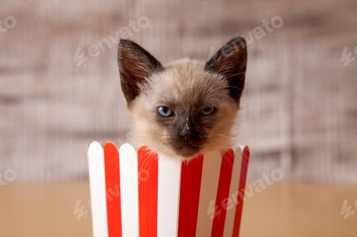 Preview: a cat sitting inside of a red striped paper cup looking out