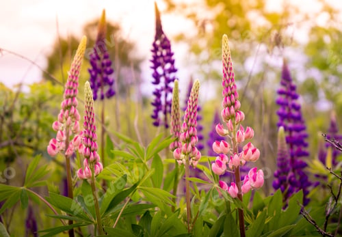 Preview: Summer flowers lupins in the field. Blooming flowers. Pink and purple. Buds in the garden. Lupine.
