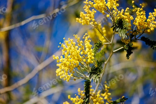 Preview: Yellow flowers of a mimosa tree on a background of blue sky.