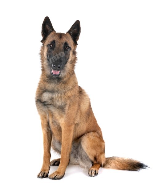 Preview: malinois in studio