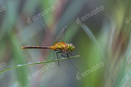 Preview: Macro closeup side view of a dragonfly perched on a blade of wet grass posing for the camera.